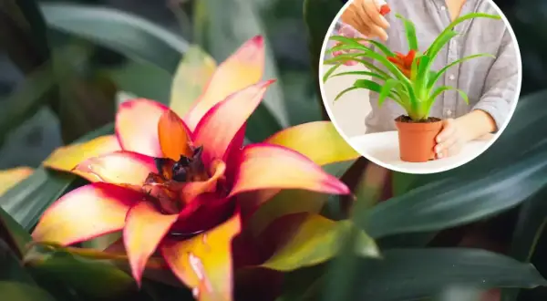 Kwiat bromelia w pełnym rozkwicie, z płatkami w odcieniach żółci i czerwieni. W okręgu widać, jak ktoś podlewa mniejszą bromelię.
