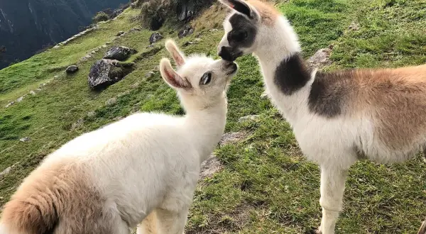 Dwa urocze **baby alpaca** przytulają się na zielonym zboczu.