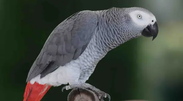 Szara papuga żako z czerwonym ogonem siedzi na gałęzi. Zastanawiasz się nad papuga żako cena?