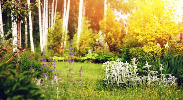 Słoneczny ogród naturalistyczny z białymi i fioletowymi kwiatami, zieloną trawą i drzewami brzozowymi w tle.
