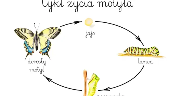 Jak rozmnażają się motyle? Odkryj ich niezwykły cykl życia