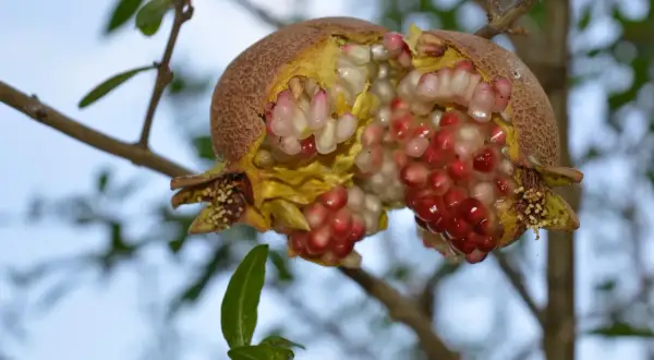 Un melograno aperto mostra i suoi chicchi succosi, alcuni ancora pallidi, altri rossi, come se i melograni maturassero dopo la raccolta, appesi a un ramo.