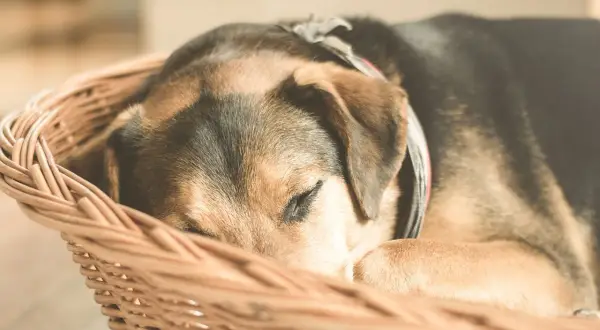 Ein Hund schläft tief und fest in einem Körbchen, umgeben von beruhigender Entspannungsmusik.