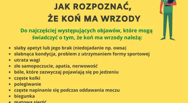 Jak rozpoznać, że koń ma wrzody? Objawy to m.in. brak apetytu, utrata wagi, bóle po jedzeniu, kolki, biegunka i matowa sierść.