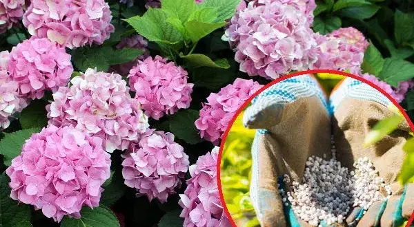 Kiedy nawóz jesienny do hortensji? Oto kluczowe terminy i porady