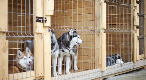 Trzy husky w drewnianych kojcach. Zastanawiasz się, jaki kojec dla psa będzie najlepszy? Te są solidne i przestronne.