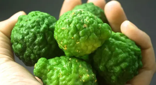 Fünf grüne Kaffirlimetten liegen in einer Hand. Ihre raue Schale und die gelben Flecken deuten auf die vielfältige bergamotte verwendung in der asiatischen Küche und Aromatherapie hin.