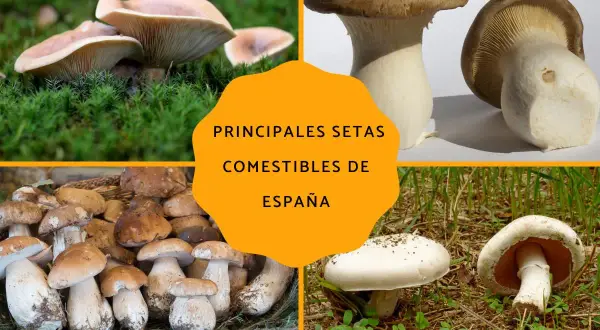 Variedad de setas de temporada, incluyendo boletus y champiñones, listas para ser recolectadas y degustadas en España.