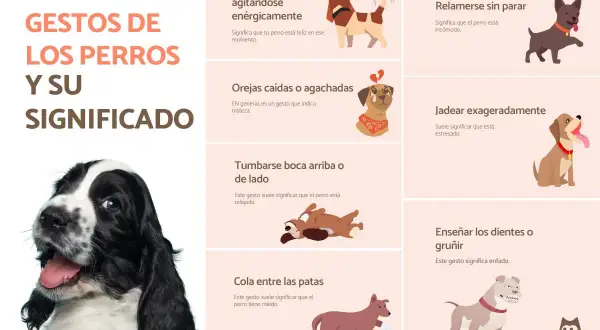 Un Cocker Spaniel sonríe en la imagen principal, mientras que otras ilustraciones muestran gestos caninos y sus significados. Los perros sonríen cuando están felices.