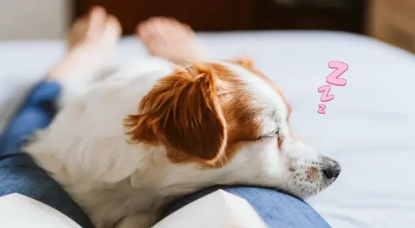 A dog sleeps on a person's lap, a cozy scene that answers why does my dog lay on me: for comfort and love.