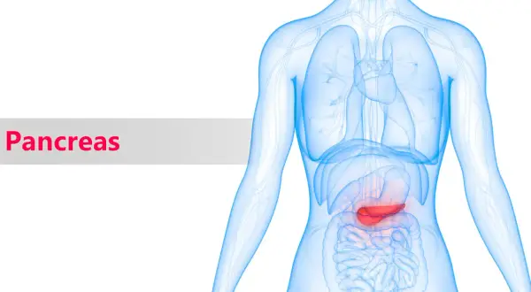 Illustrazione anatomica del pancreas evidenziato in rosso. Informazioni sui pancreatite sintomi.
