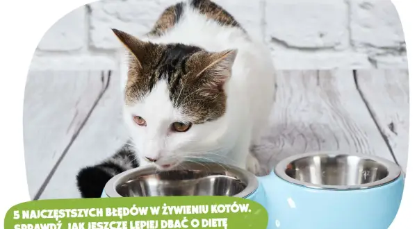 Jaka karma dla kotka? Uniknij błędów, zapewnij mu zdrowie!