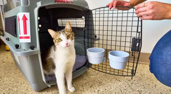 Un chat tigré sort d'une caisse plastique pour chien, prêt pour son voyage.