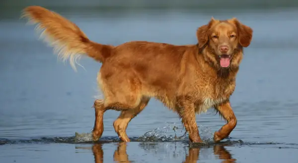 Radosny retriever z Nowej Szkocji pluska w wodzie, machając puszystym ogonem.