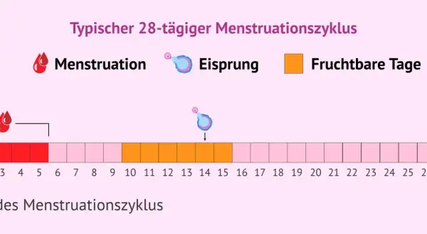 Ein typischer 28-Tage-Zyklus zeigt Menstruation, Eisprung und fruchtbare Tage. Die fruchtbaren Tage beginnen etwa 5 Tage vor dem Eisprung und enden 1-2 Tage danach.