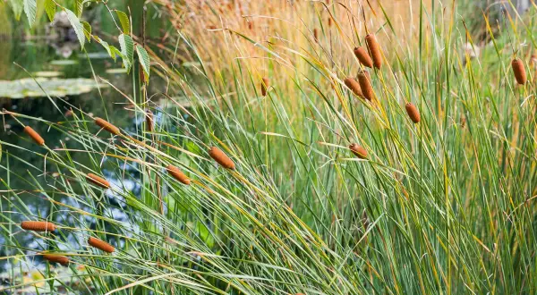 Des roseaux aux formes cylindriques brunâtres se dressent au bord d'un plan d'eau, leurs longues feuilles vertes ondulant au vent.