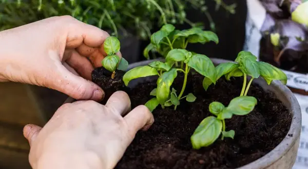 Händer planterar små basilika plantor i en kruka. Att ta hand om basilika ger god smak till maten.