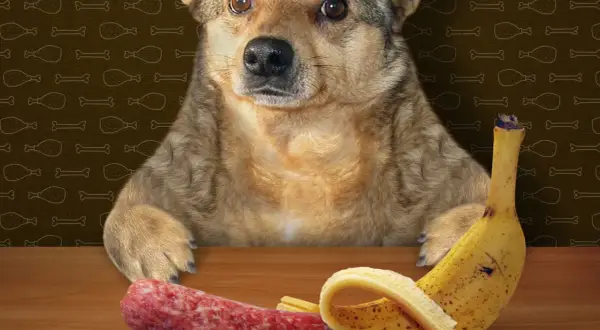 Ein süßer Hund schaut neugierig auf eine Wurst und eine Banane. Er fragt sich wohl, ob er die Banane probieren darf.