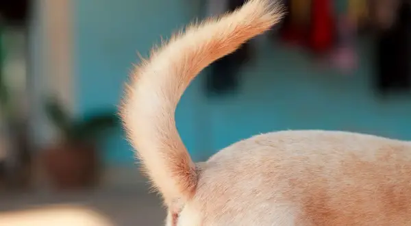 De repente mi perro no levanta la cola: causas y soluciones efectivas