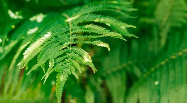 Un primo piano di una foglia di felce verde brillante, con altre felci sfocate sullo sfondo.