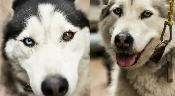 Jak odróżnić husky od malamuta - kluczowe różnice i cechy