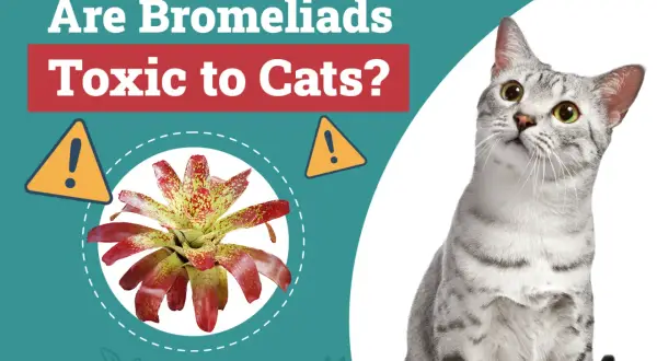 A curious cat looks up at a colorful bromeliad, with text asking "Are Bromeliads Toxic to Cats?".