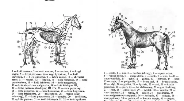 Anatomia konia: ile kolan ma koń? Ilustracja pokazuje szkielet i części ciała konia z numerowanymi elementami.