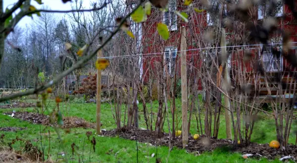 Trädgården förbereds för vintern. Hallonbuskarna är redo att binda upp, med en röd stuga i bakgrunden.
