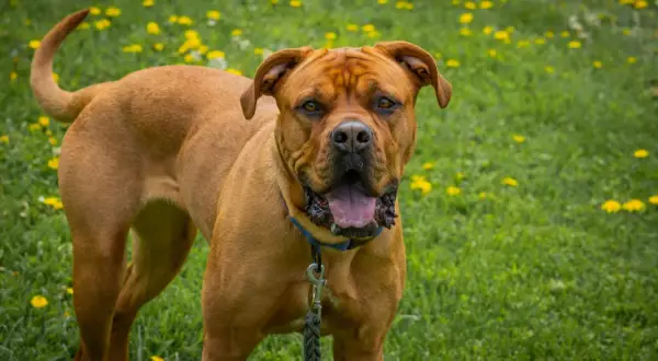 Potężny dog z bordeaux, z językiem na wierzchu, stoi na trawie pełnej żółtych kwiatów.