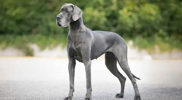 Niemiecki dog, imponująca wysokość w kłębie, prezentuje swoją majestatyczną sylwetkę na tle zieleni.