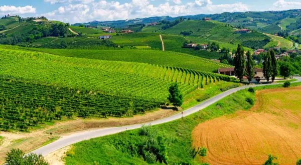 Colline verdi punteggiate di vigneti e case, un invito a scoprire cosa vedere nelle Langhe, tra campi dorati e cieli azzurri.