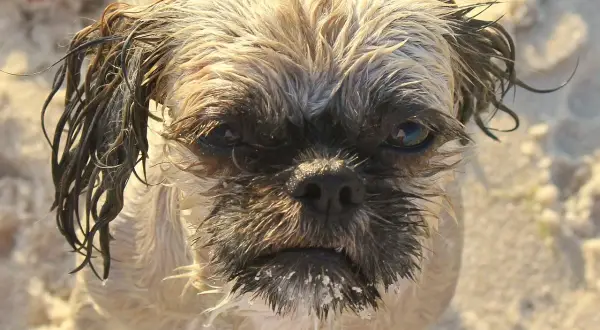 Ile szczeniąt ma Shih Tzu? Poznaj sekrety udanej ciąży i miotu