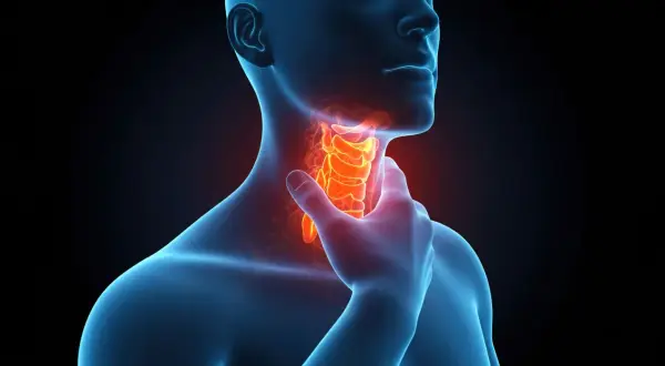 Anatomical illustration showing the larynx highlighted in red, indicating pain or inflammation. This visual may relate to understanding rak gardła przyczyny.