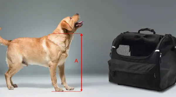 Un labrador doré est mesuré à côté d'une caisse pour chien de moto.