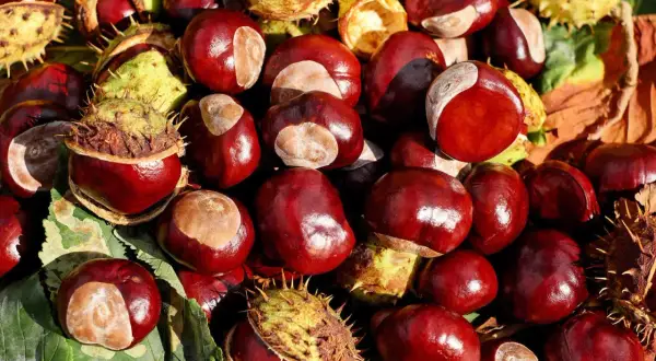 Glänzende Kastanien, einige noch in ihrer stacheligen Hülle, liegen auf bunten Herbstblättern. Die Kastanien sind bekannt für ihre vielfältige kastanienhonig wirkung.