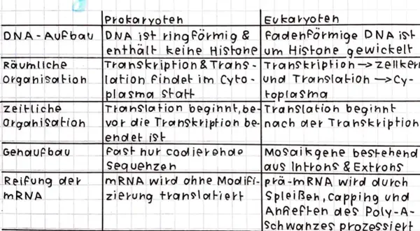 Vergleich von Prokaryoten und Eukaryoten: Unterschiede bei DNA, Organisation und Prozessen.