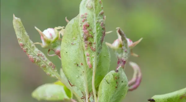 Feuilles de poirier atteintes par le phytopte du poirier, avec de petites pustules rouges et des bourgeons floraux.