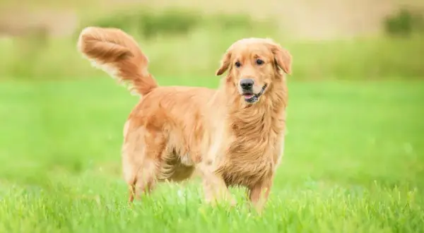 Czy golden retriever może mieszkać w bloku? Sprawdź, co musisz wiedzieć