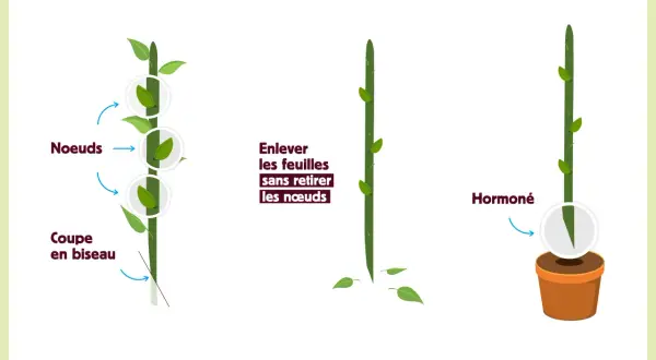 Illustration montrant les étapes du bouturage : nœuds, coupe en biseau, retrait des feuilles et hormonage.