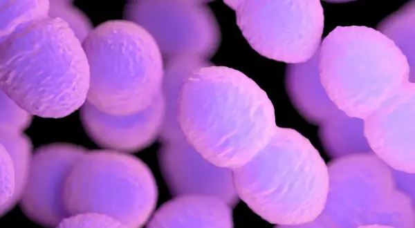 Ingrandimento di batteri rotondi e viola, alcuni in coppia, simili a enterococcus faecalis.