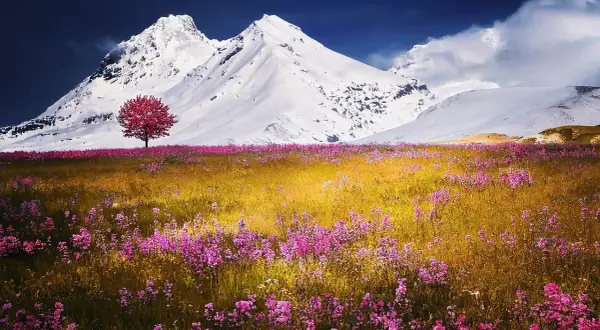Un singolo albero rosso spicca in un prato fiorito di rosa, con ampie vedute di montagne innevate sotto un cielo blu intenso.