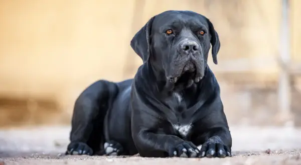 Ein schwarzer Cane Corso liegt entspannt auf sandigem Boden. Sein Blick ist aufmerksam, die bernsteinfarbenen Augen strahlen.