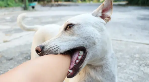 A white dog playfully bites an arm. This image illustrates a common puppy behavior and hints at how to stop puppy biting by redirecting their attention.