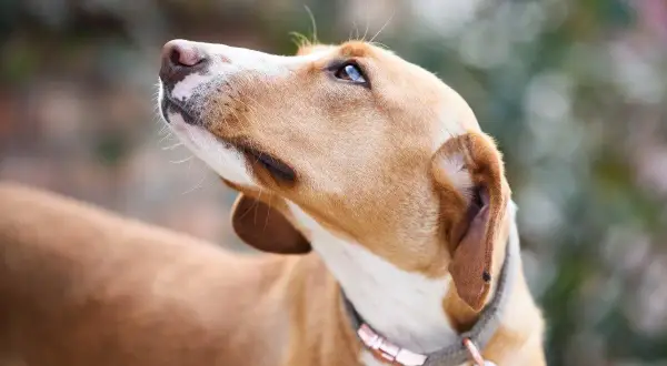 Un chien au pelage brun clair regarde vers le ciel, l'air inquiet. On dirait que mon chien a peur de moi.
