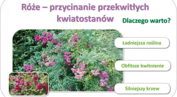 Jak przycinać róże po przekwitnięciu, by cieszyć się ładniejszą rośliną, obfitszym kwitnieniem i silniejszym krzewem.