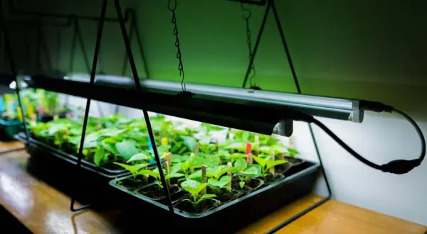 Små plantor växer under en grön led-lampa.
