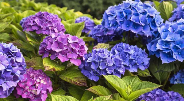Prächtige blaue und violette Hortensienblüten mit grünen Blättern. Die richtige Hortensien Pflege sorgt für diese Farbenpracht.
