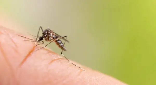 Un moustique sur un doigt, prêt à se nourrir. Il est fascinant de comprendre de quoi se nourrissent les moustiques, et cette image nous le montre bien.