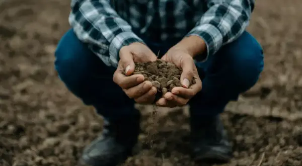 Dłonie trzymające żyzną glebę, która rozsypuje się między palcami. To fundament życia i przyszłych plonów.