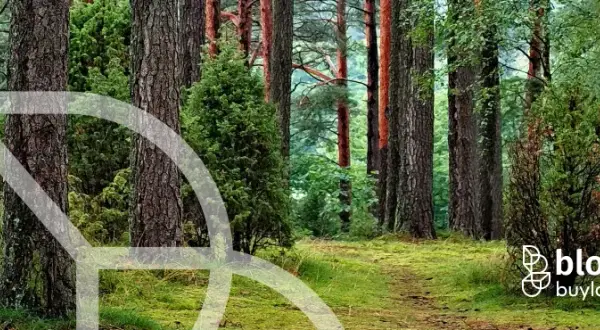 Działka nad jeziorem w Borach Tucholskich: Co musisz wiedzieć?